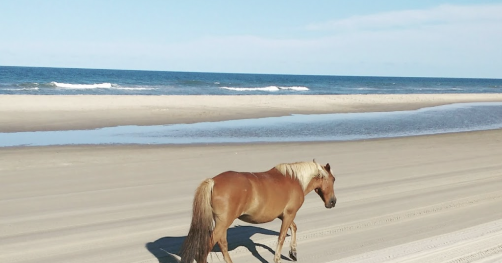Romantic Things to Do in the Outer Banks for Couples - 2. Explore Majestic Wild Horses with Back Beach Wild Horse Tours